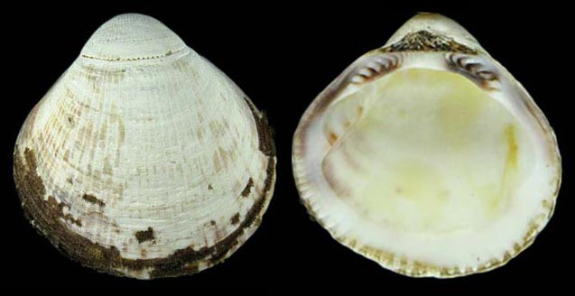 Glycymeris septentrionalis