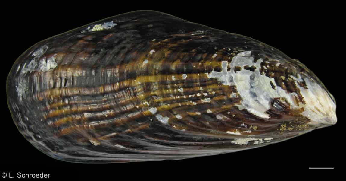 Mytilus californianus