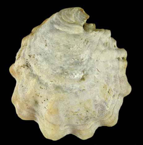 Ostrea lurida