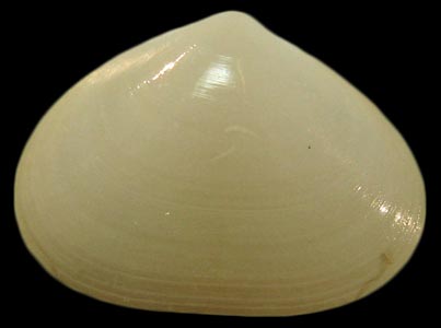 Rhamphidonta retifera