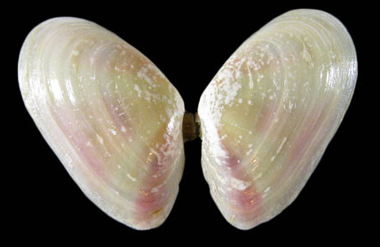 Tellina carpenteri