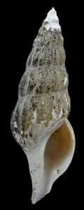 Exilioidea rectirostris