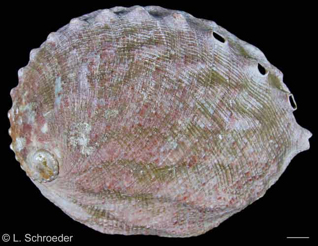 Haliotis kamtschatkana (assmilis form)