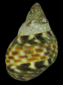 Littorina scutulata