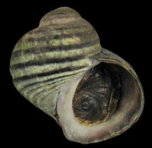 Littorina sitkana