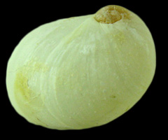 Marsenina rhombica