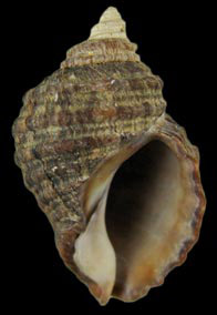 Nucella ostrina