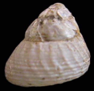 Solariella varicosa