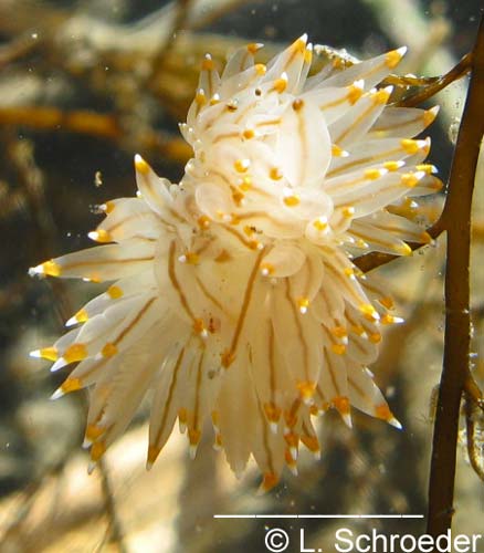 Antiopella fusca