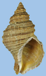 Neptunea lyrata