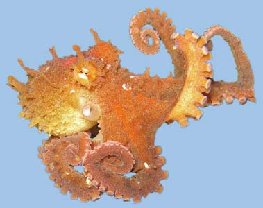 Octopus rubescens